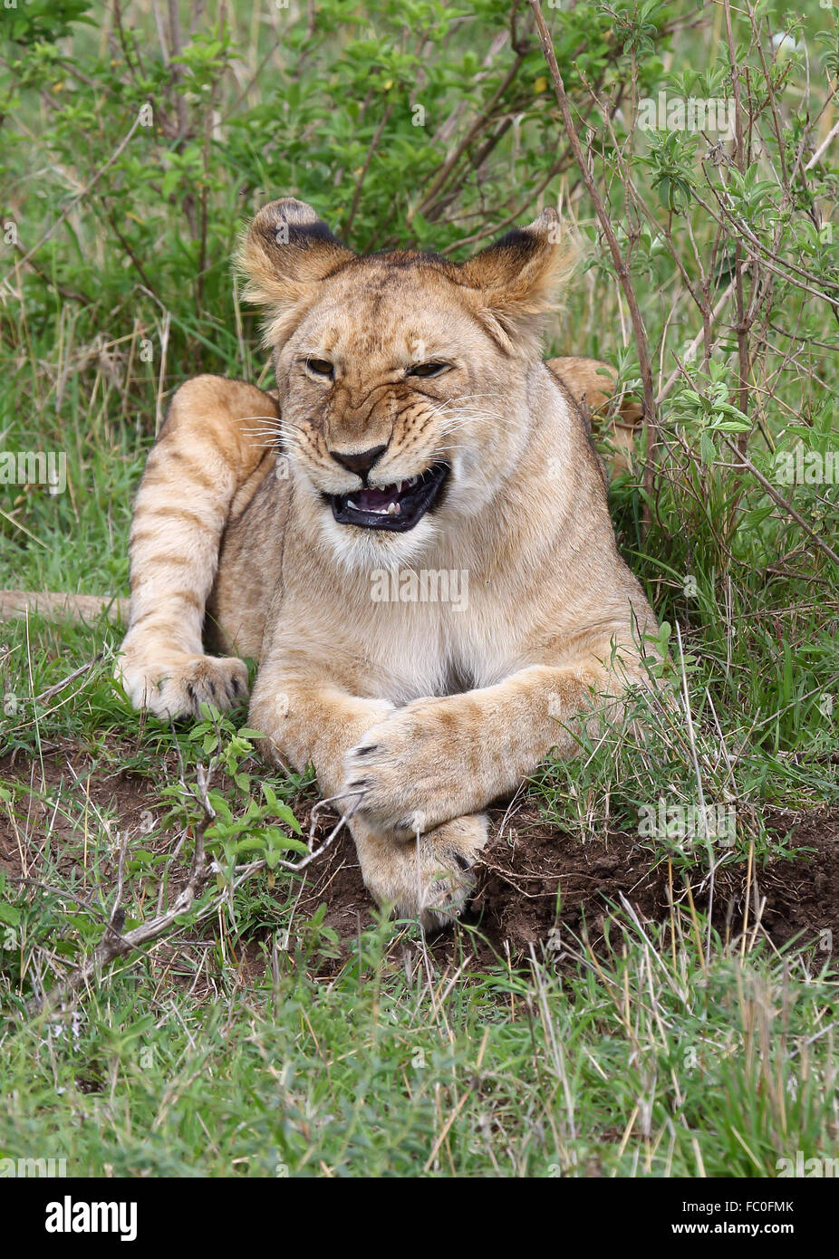 Funny lion hi-res stock photography and images - Alamy Funny lion hi-res stock photography and images - Alamy