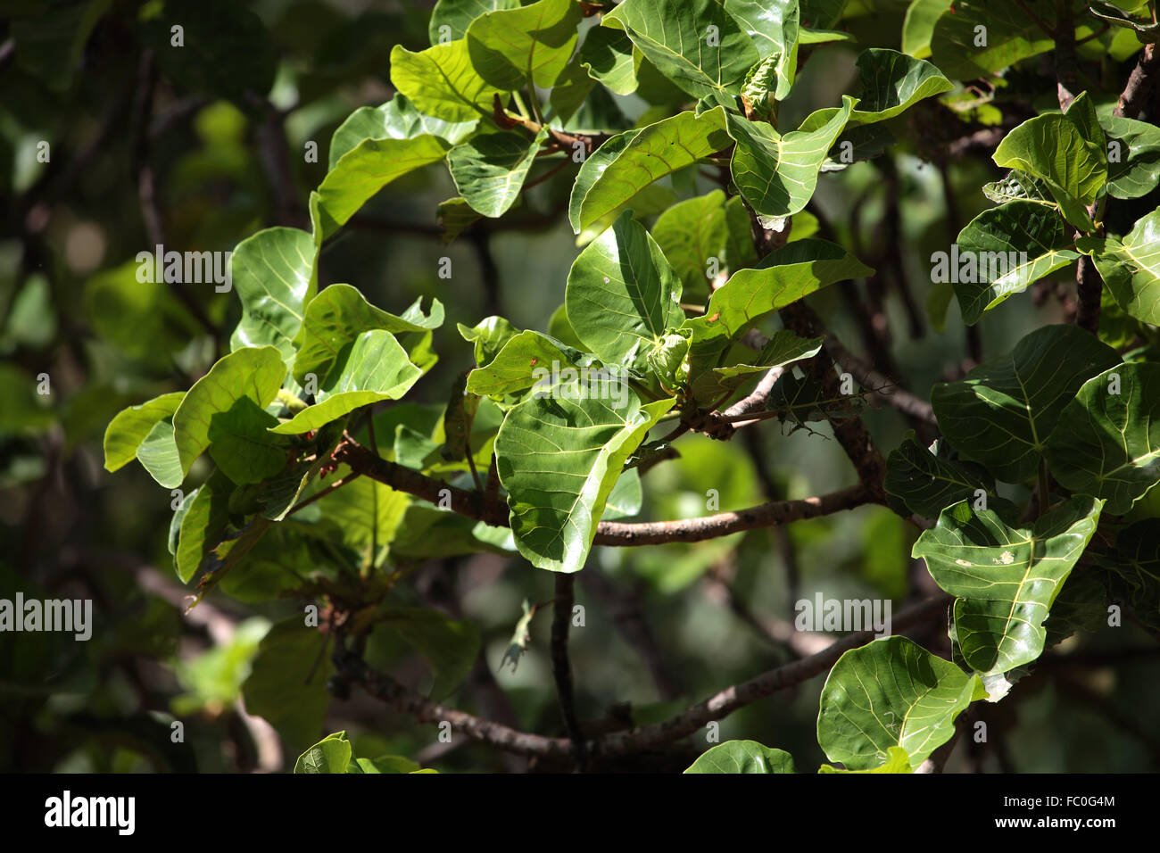 Warka Baum (Ficus vasta) in ├äthiopien Stock Photo