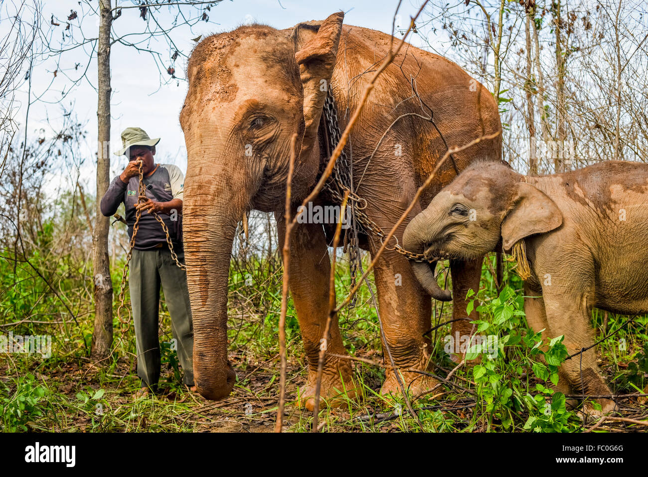 A mahout pairing adult Sumatran elephant with a baby for a walk back to elephant center after feeding on grassland. Way Kambas, Indonesia. Stock Photo