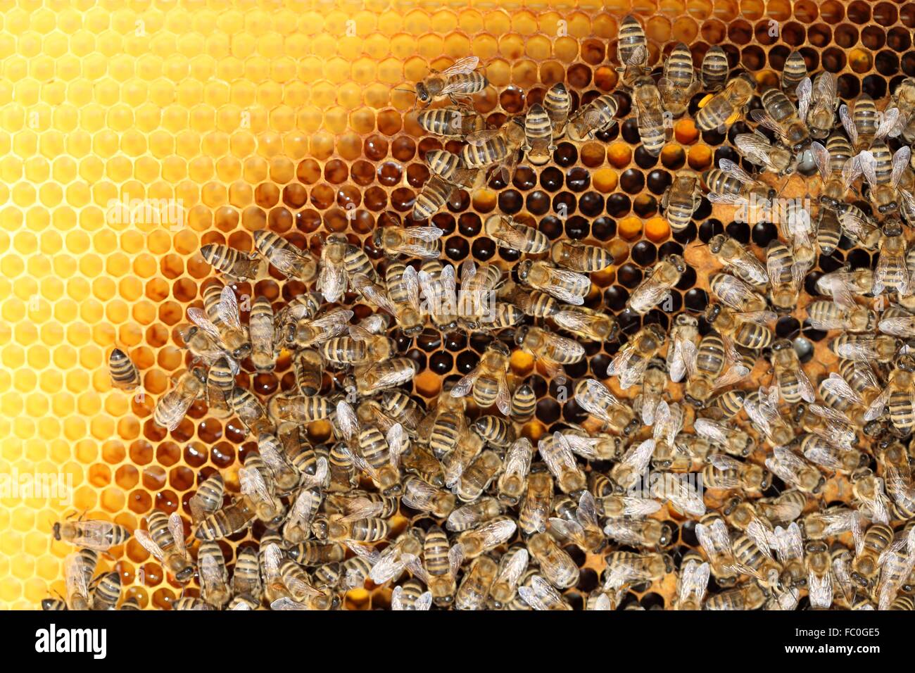 bee hive with many bees Stock Photo