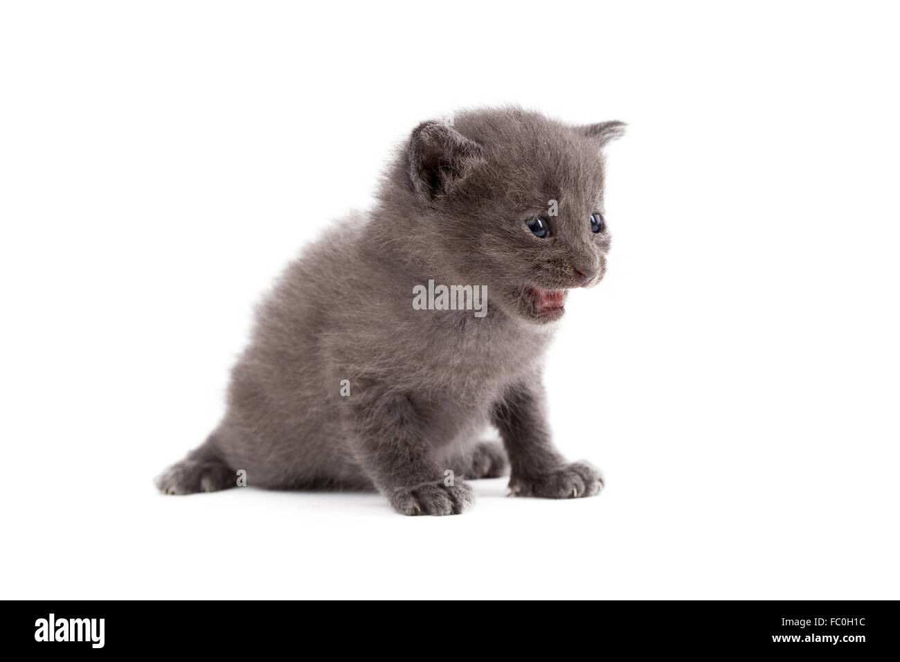 Gray Image Hi-res Stock Photography And Images - Alamy