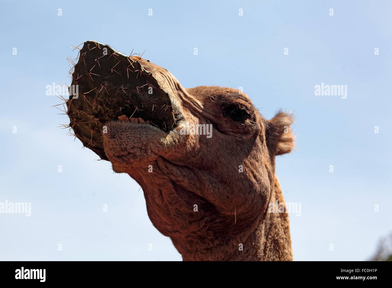 Kamel mit Kaktus Stock Photo