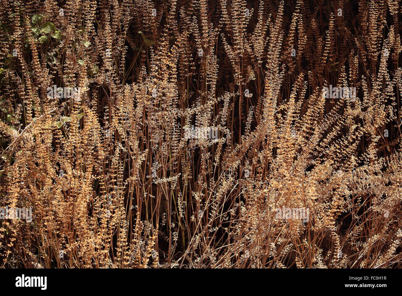 Verbl├╝hte Blumen in der Abendsonne Stock Photo