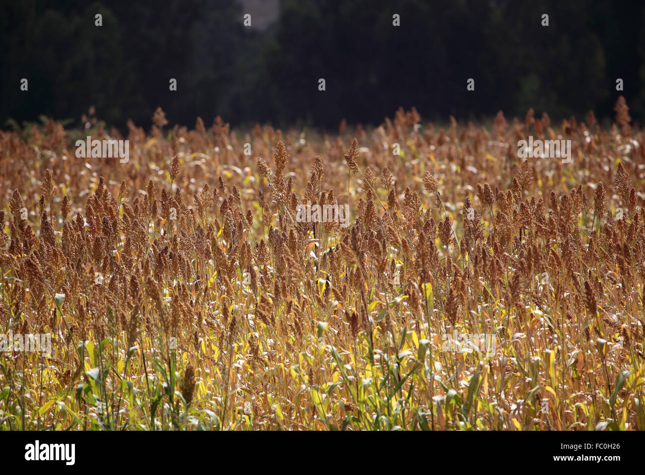 Hirsefeld in Afrika Stock Photo