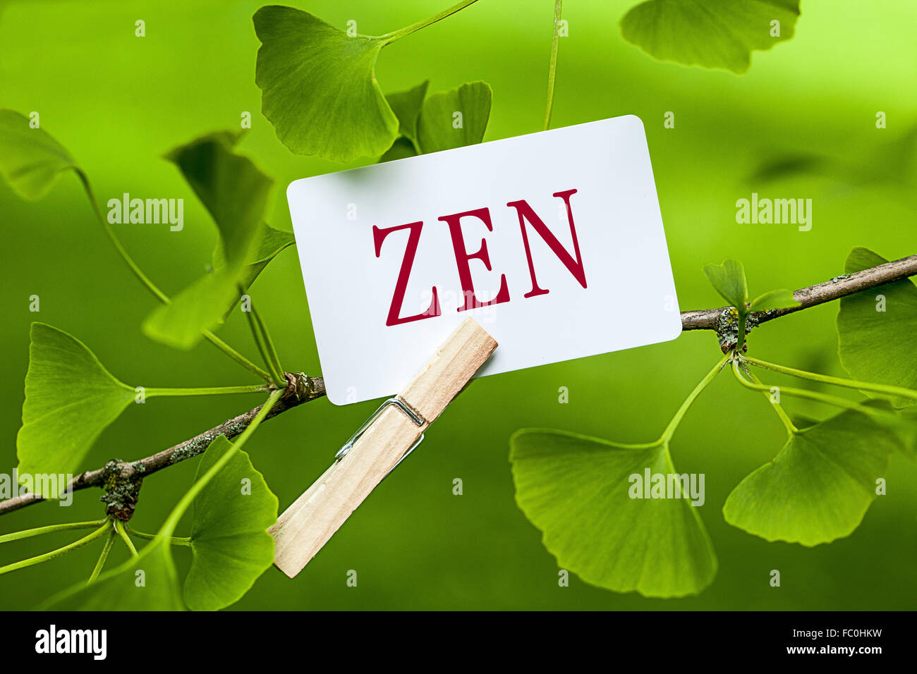 The Word “ZEN” in a Ginkgo Tree Stock Photo