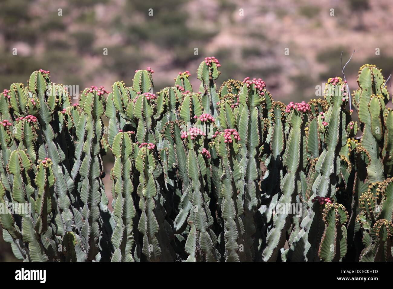 Euphorbia abyssinica Stock Photo - Alamy