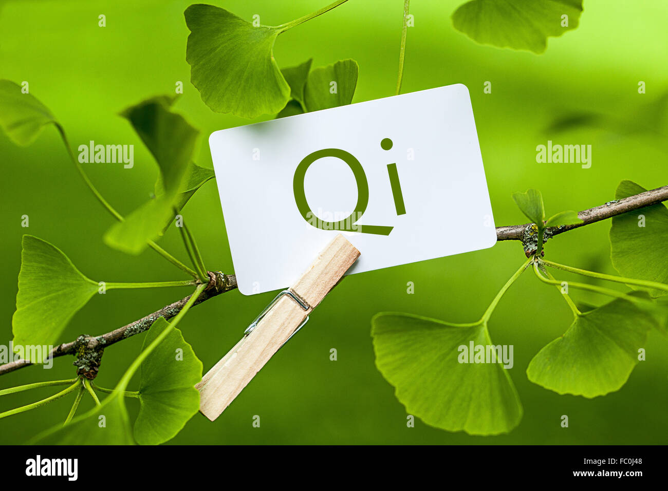 The Word „Qi in a Ginkgo Tree Stock Photo