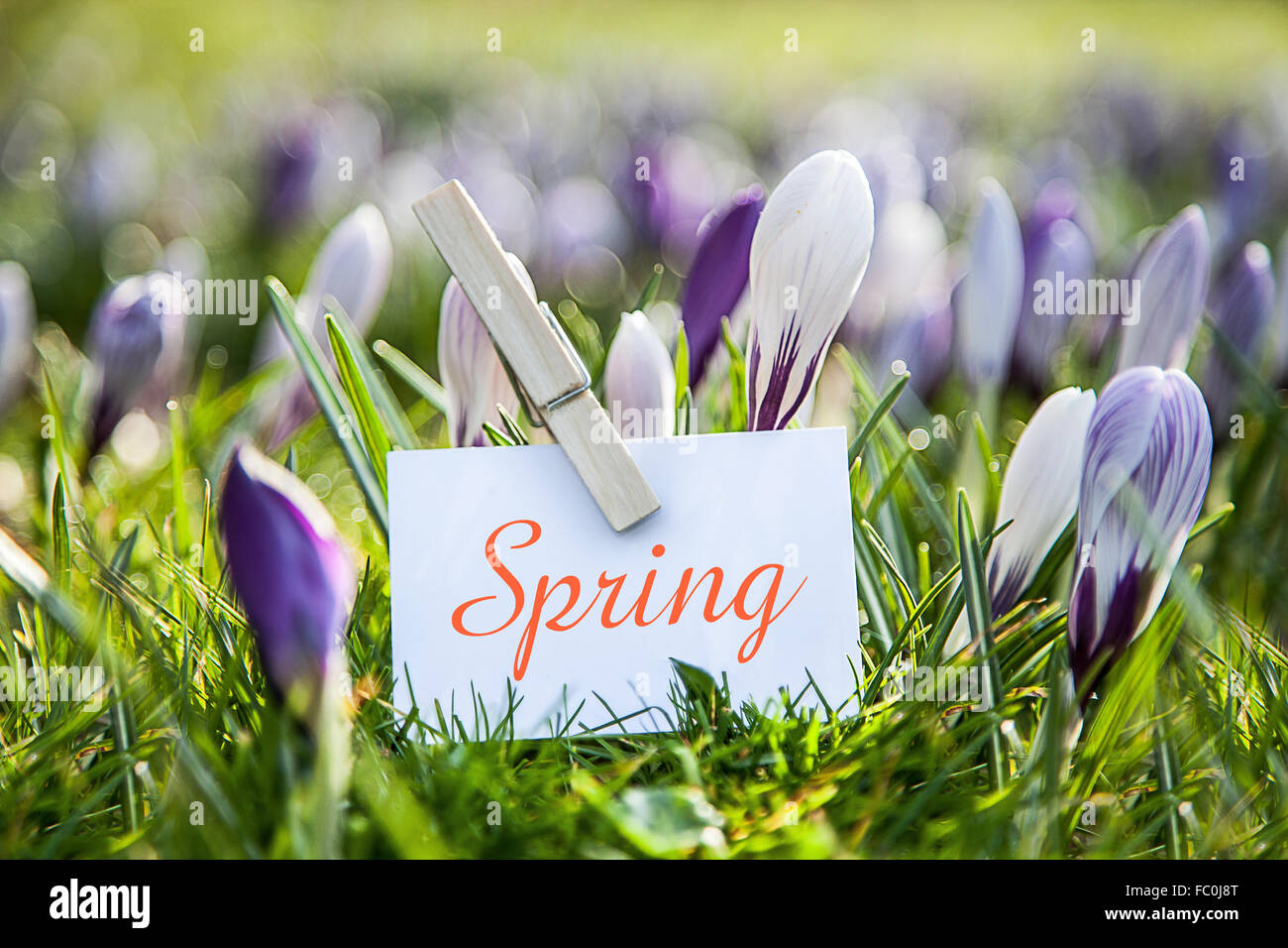 The word „Spring“ crocuses Stock Photo