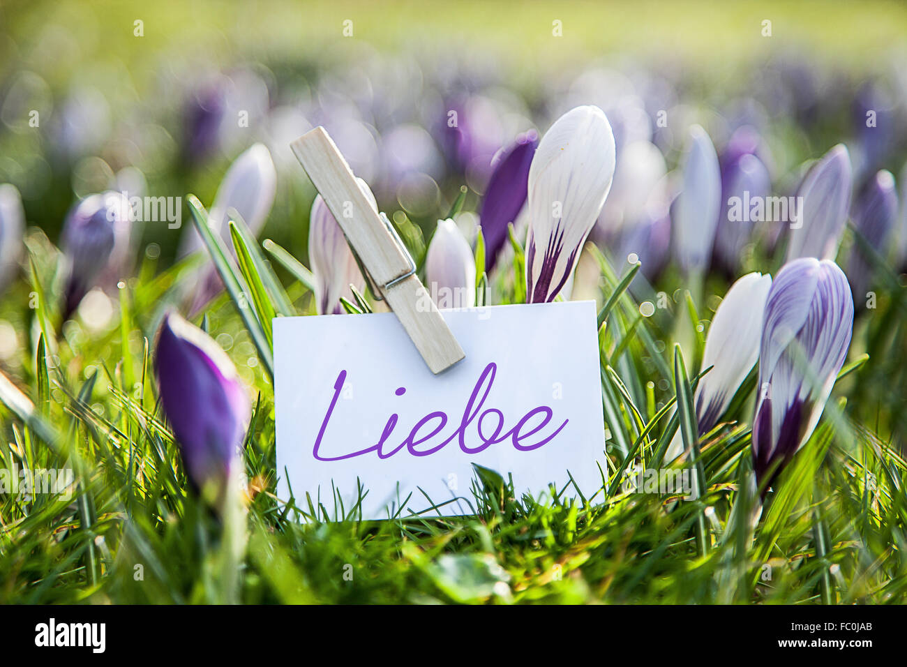 The Word „Liebe with  crocuses Stock Photo