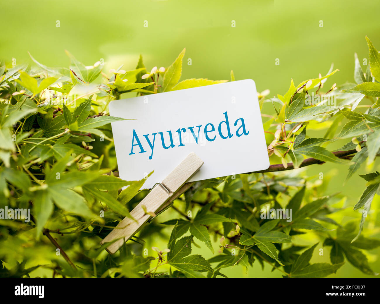 The Word „Ayurveda“ in a fanmaple tree Stock Photo Alamy
