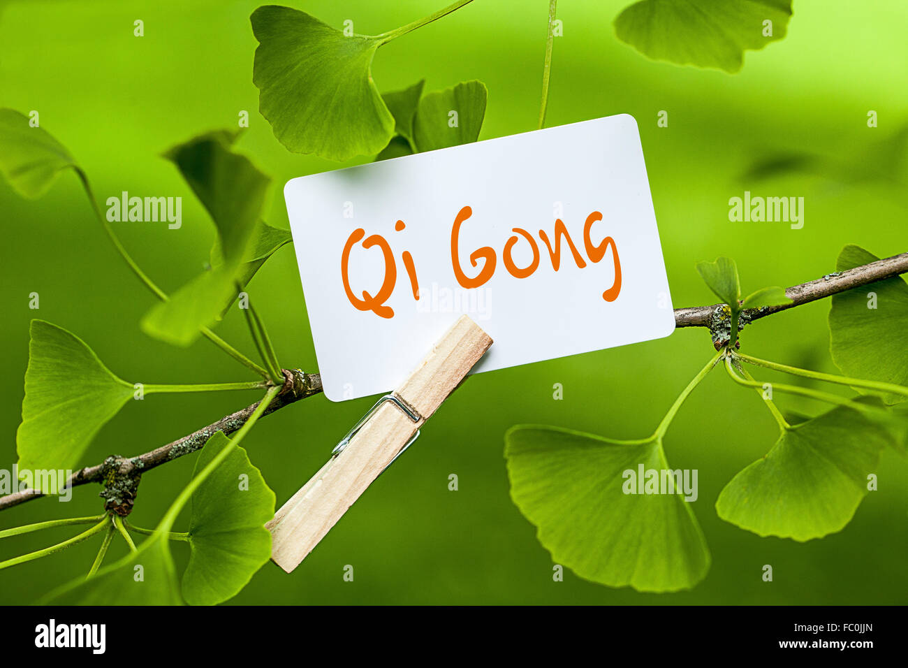 The Word „Qi Gong in a Ginkgo Tree Stock Photo