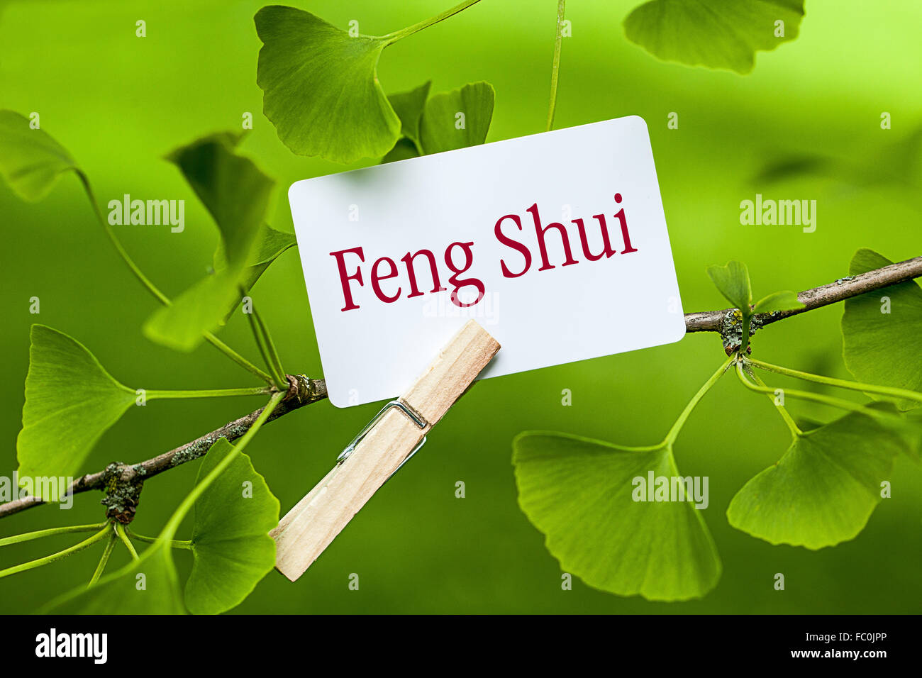 The Word  „Feng Shui“ in a Ginkgo Tree Stock Photo