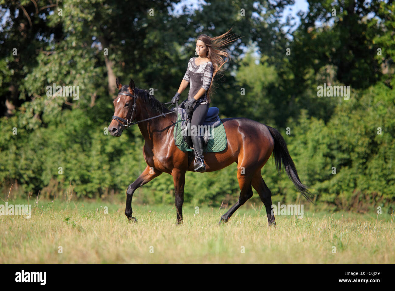 Young woman riding Trakehner horse in fields Stock Photo