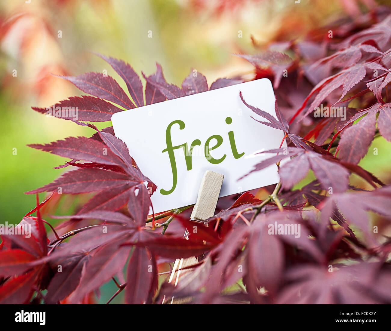 The Word „frei in a fan-maple tree Stock Photo