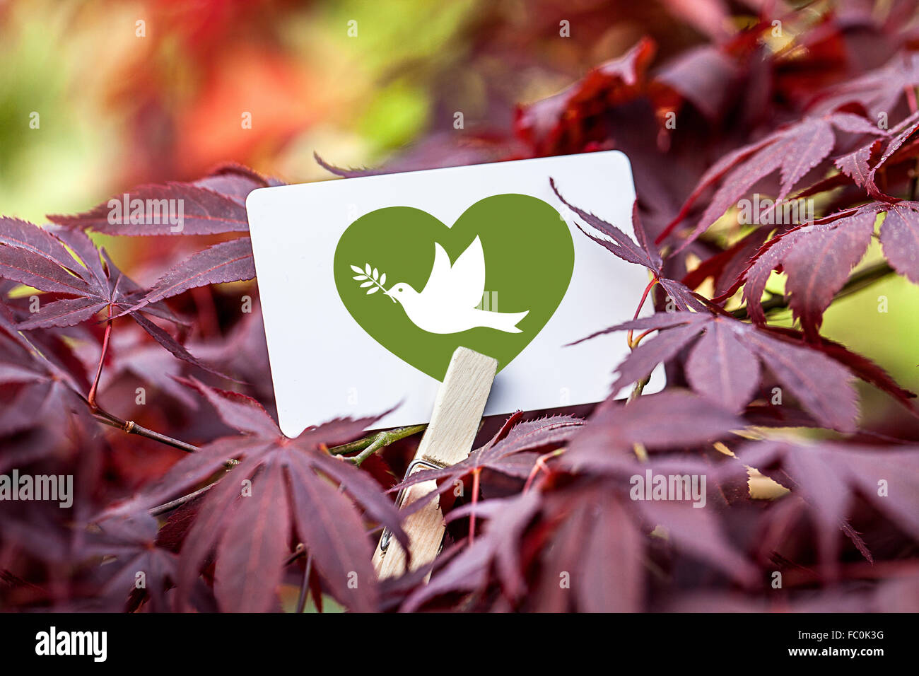The Dove of Peace in a Heart Stock Photo