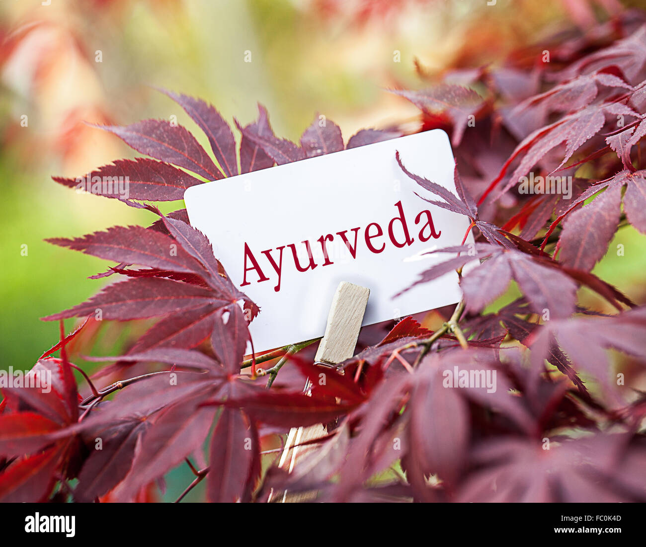 The Word „Ayurveda“ in a fan-maple tree Stock Photo
