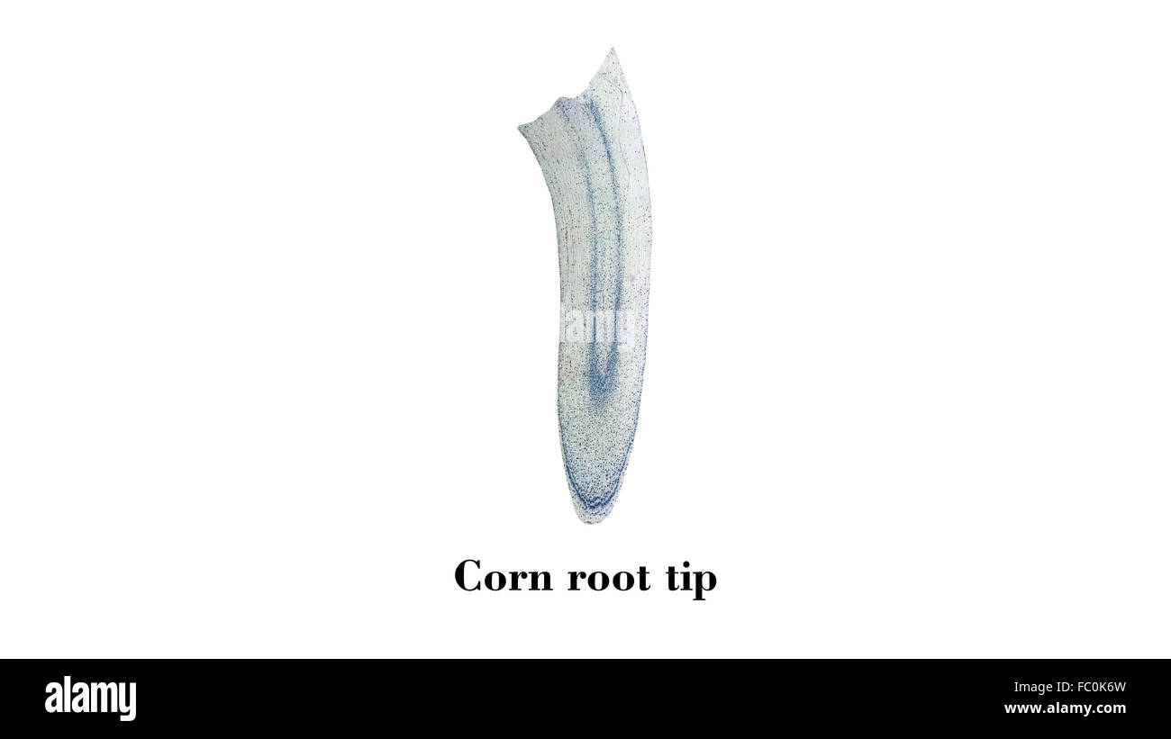 Corn root hires stock photography and images Alamy