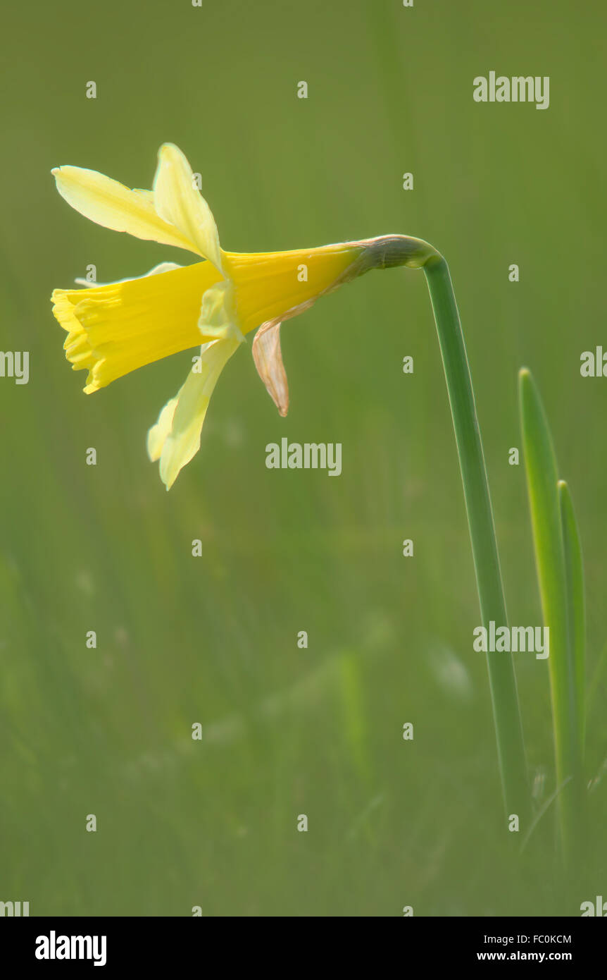 Common daffodil Stock Photo
