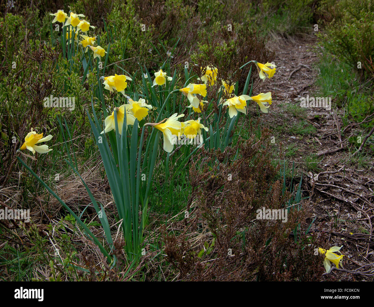 Common daffodils Stock Photo