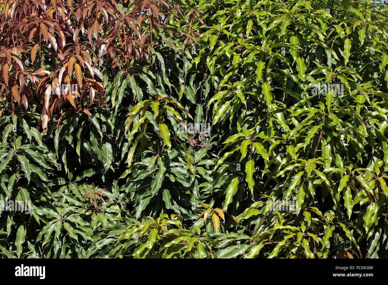 Mangobaum Bl├ñtter Stock Photo