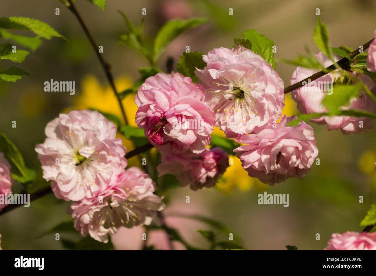 Almond Blossoms Stock Photo