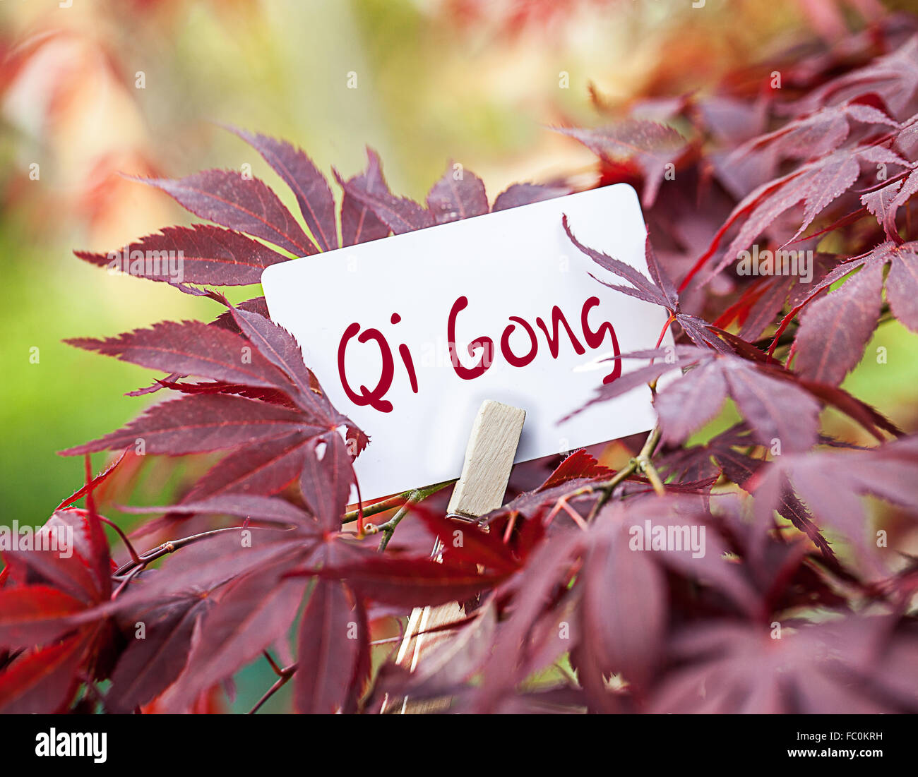 The Word „Qi Gong“ in a fan-maple tree Stock Photo