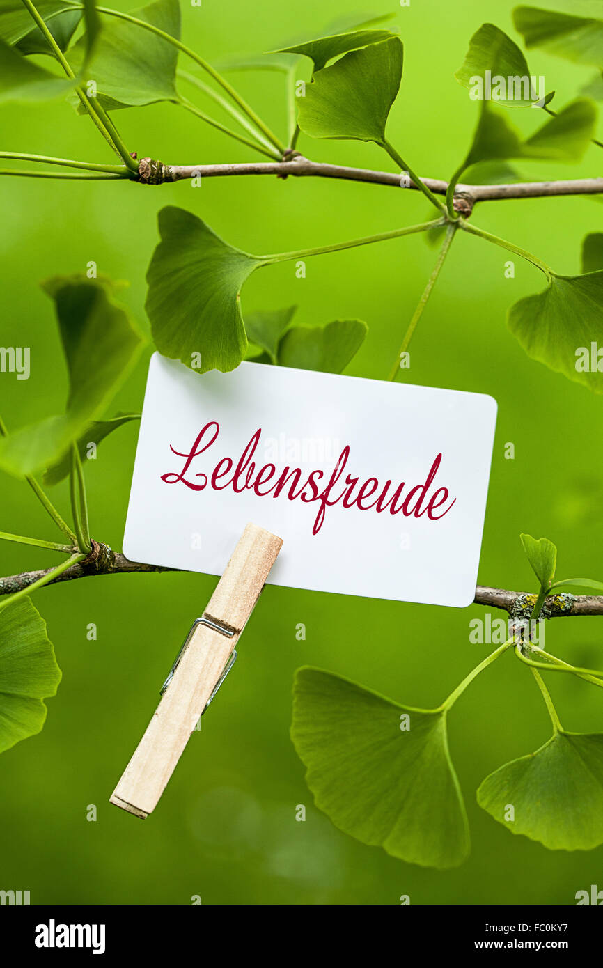 he Word „Lebensfreude in a Ginkgo Tree Stock Photo