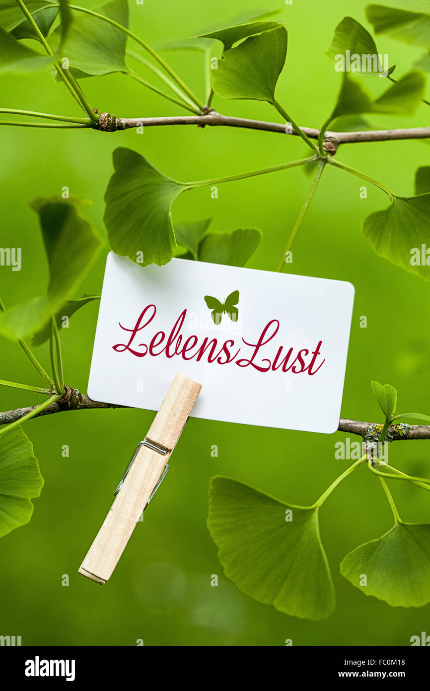 The Word „Lebenslust in a Ginkgo Tree Stock Photo