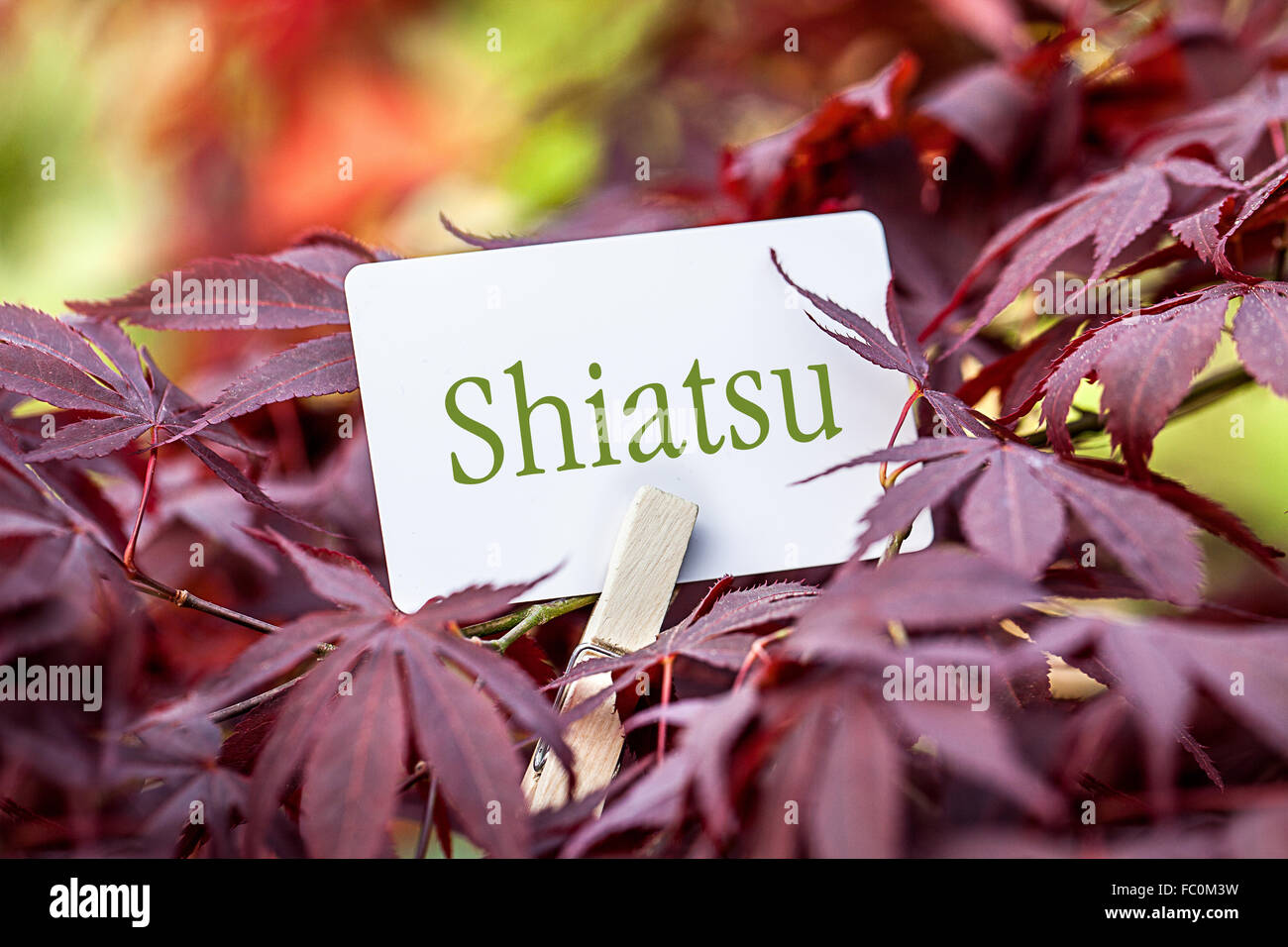The Word „Shiatsu“ in a fan-maple tree Stock Photo