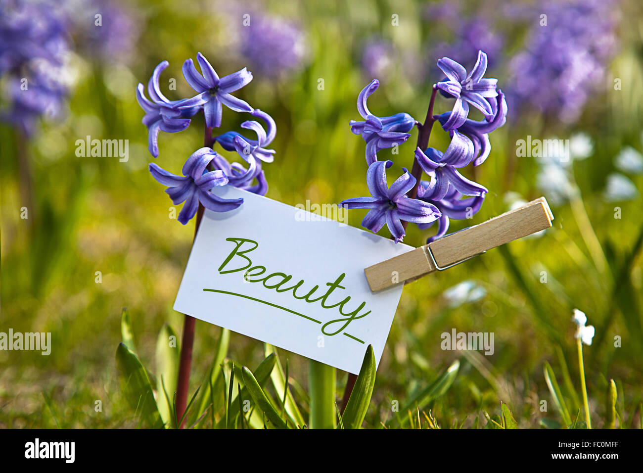 The Word „Beauty with  hyacinths Stock Photo