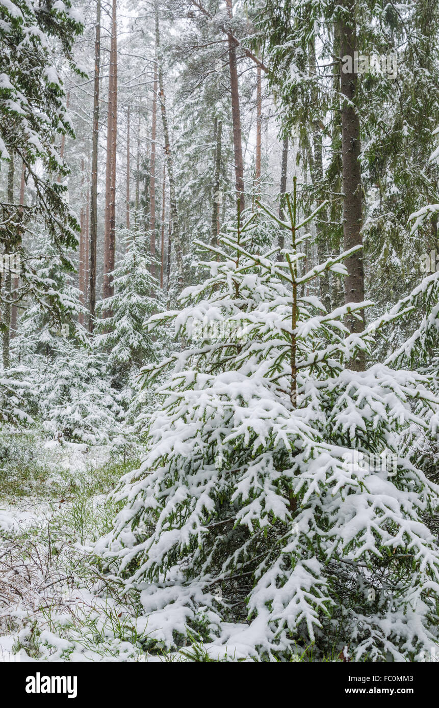Spruce covered with snow in winter forest Stock Photo