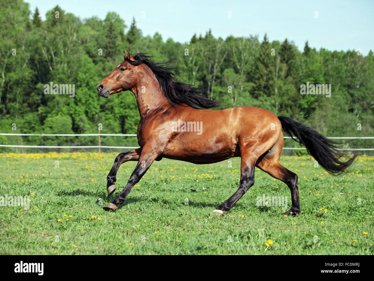 Horse gallops in a grass covered paddock in summer Stock Photo