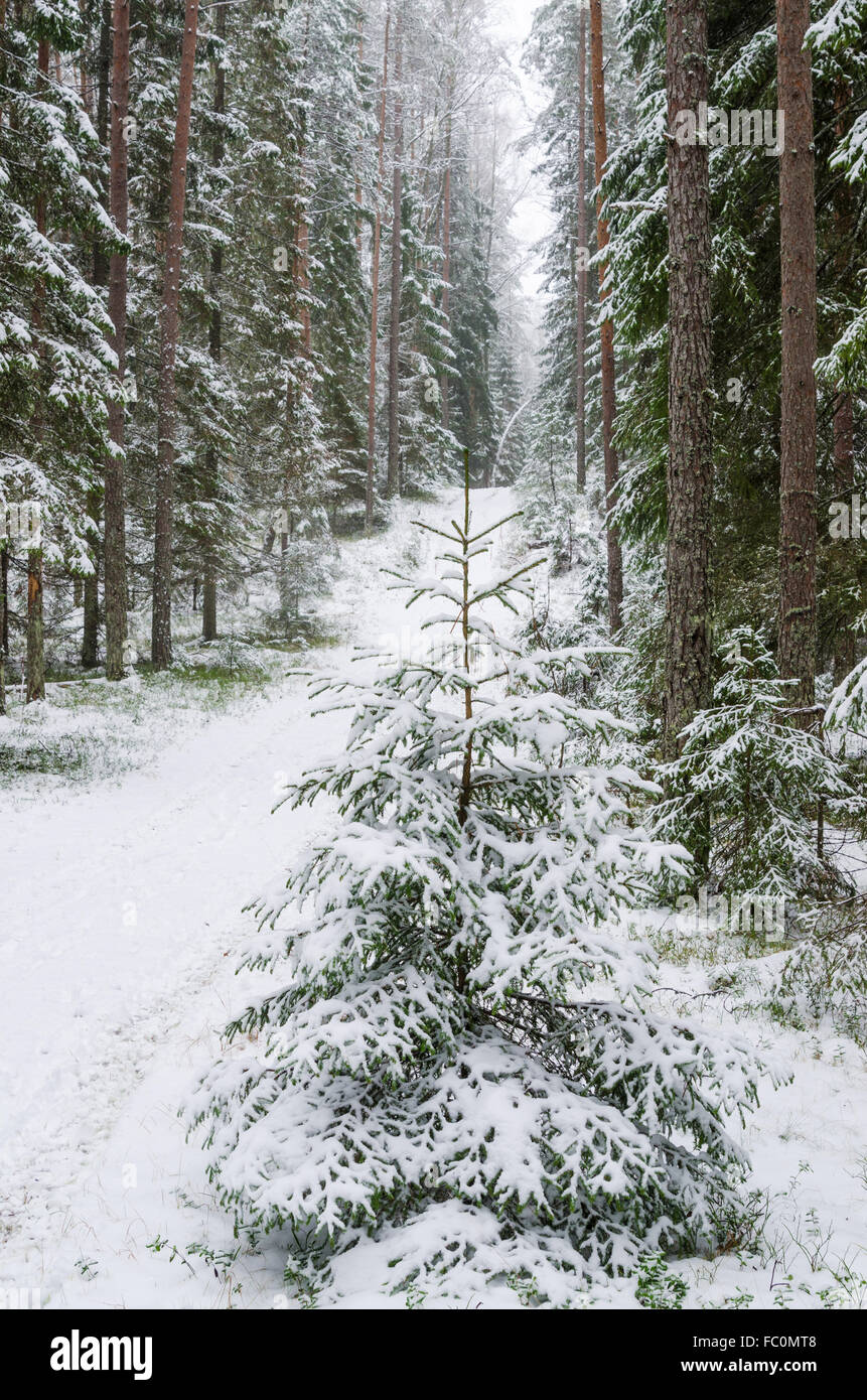 Snow cover in the spruce forest hi-res stock photography and images - Alamy
