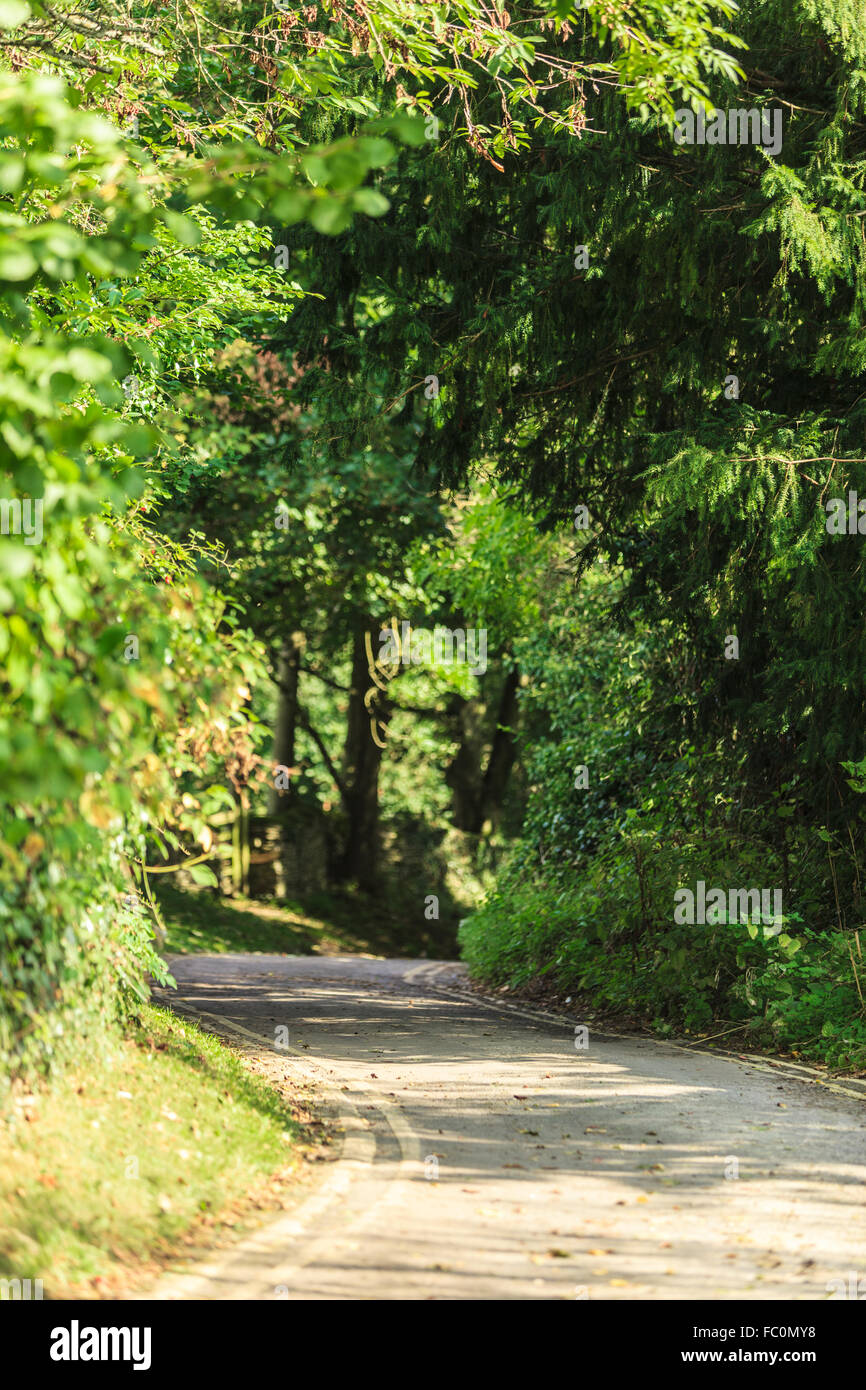 Countryside view. Alley road in forest park Stock Photo Alamy