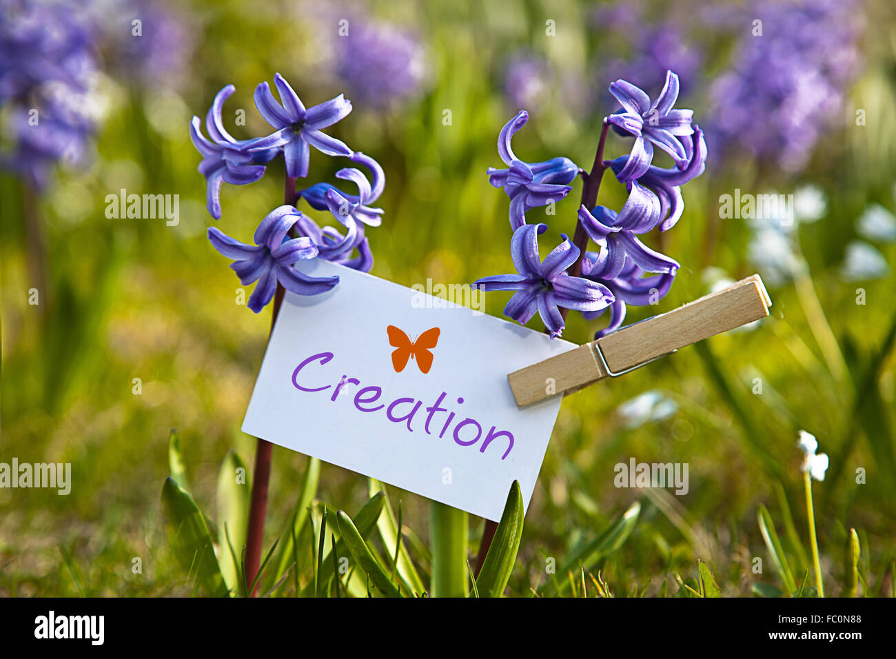 The word „Creation“ with  hyacinths Stock Photo