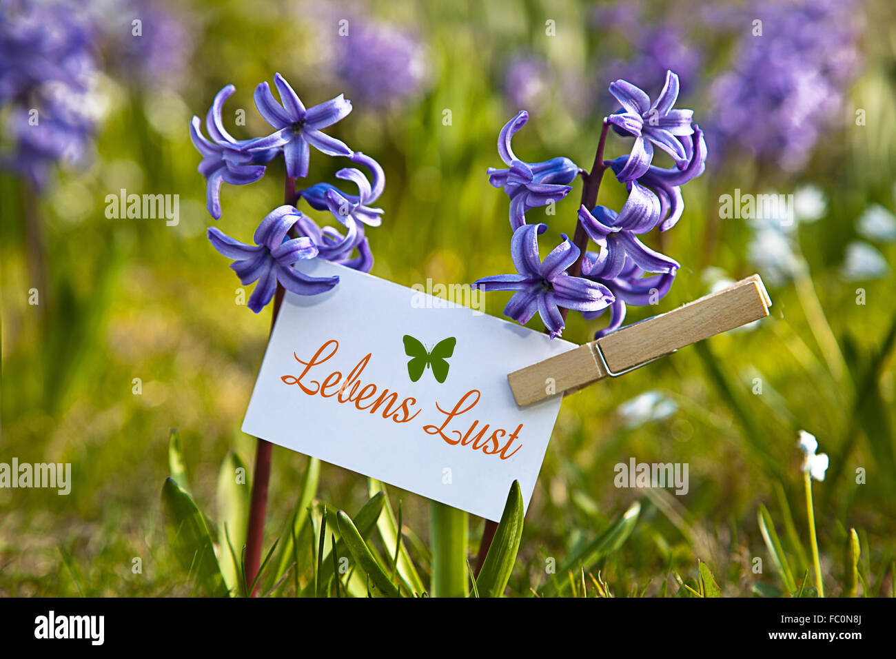 The Word „Lebenslust with  hyacinths Stock Photo