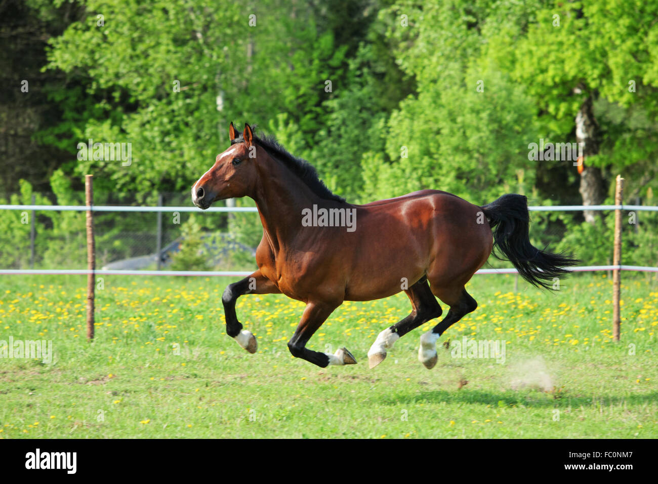 Horse gallops in a grass covered paddock in summer Stock Photo