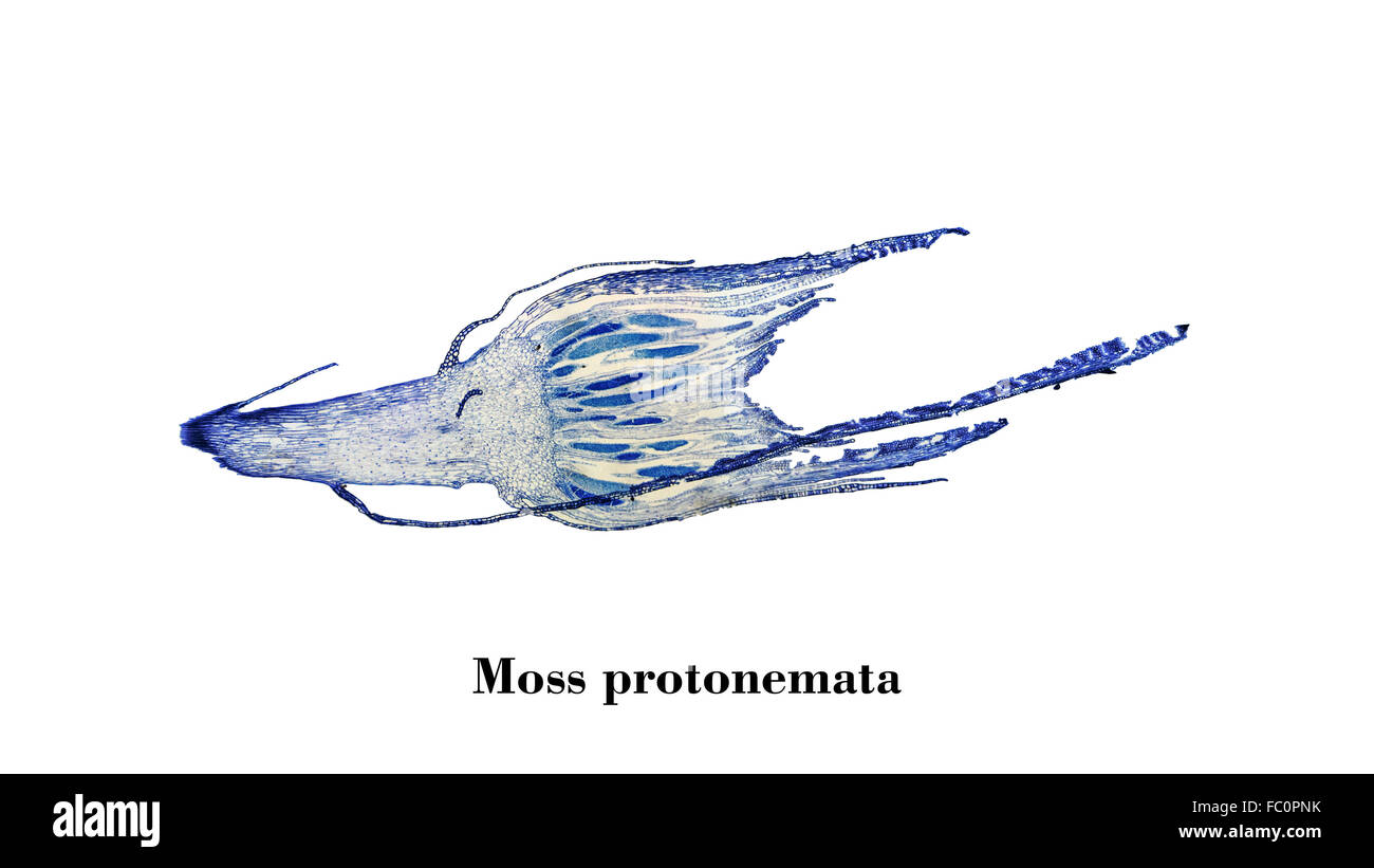 Moss protonemata micrograph Stock Photo