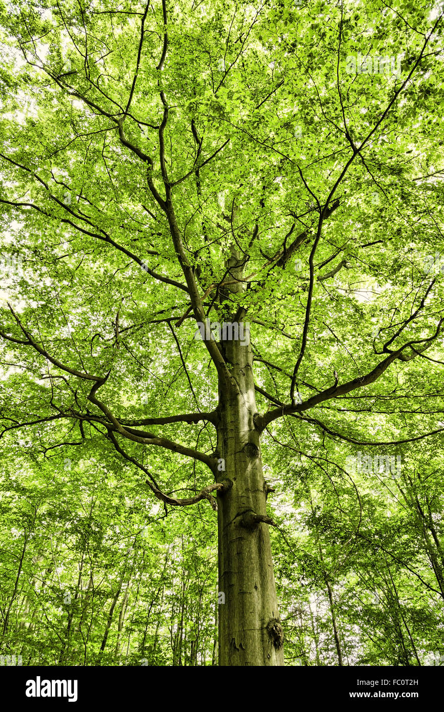 beech tree Stock Photo