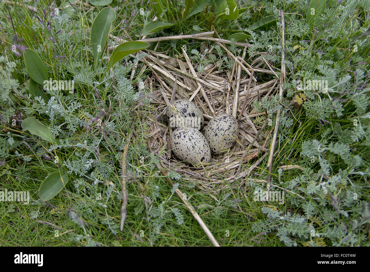Clutch of an oyster catcher Stock Photo Alamy