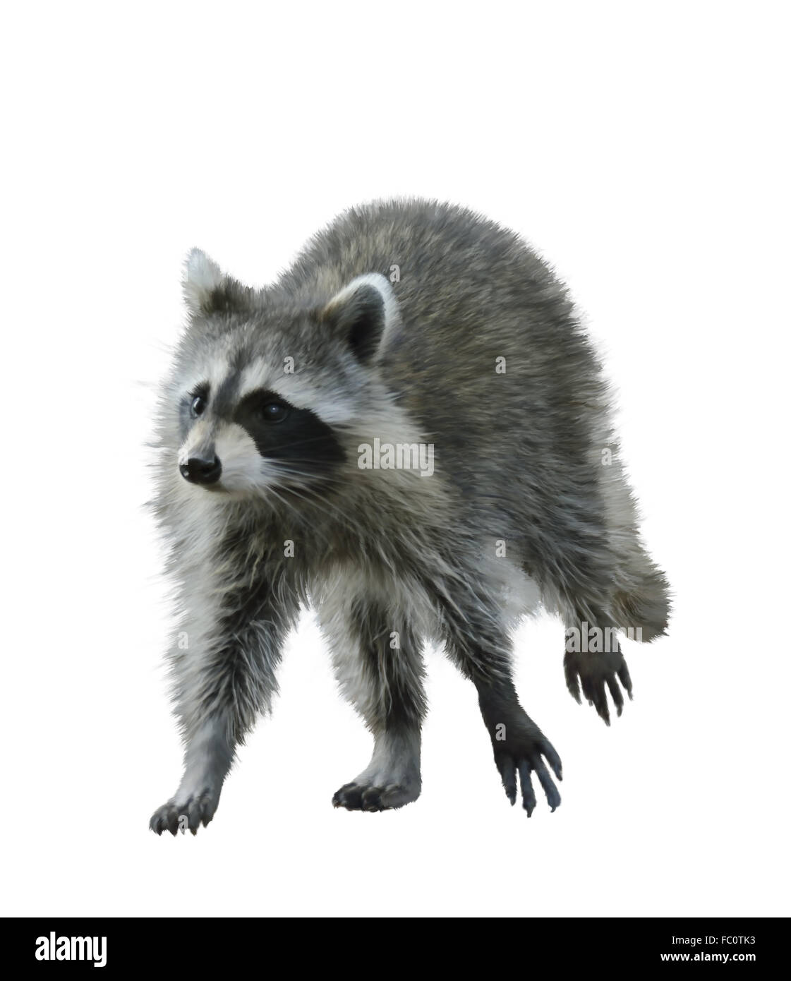 Walking Raccoon Stock Photo