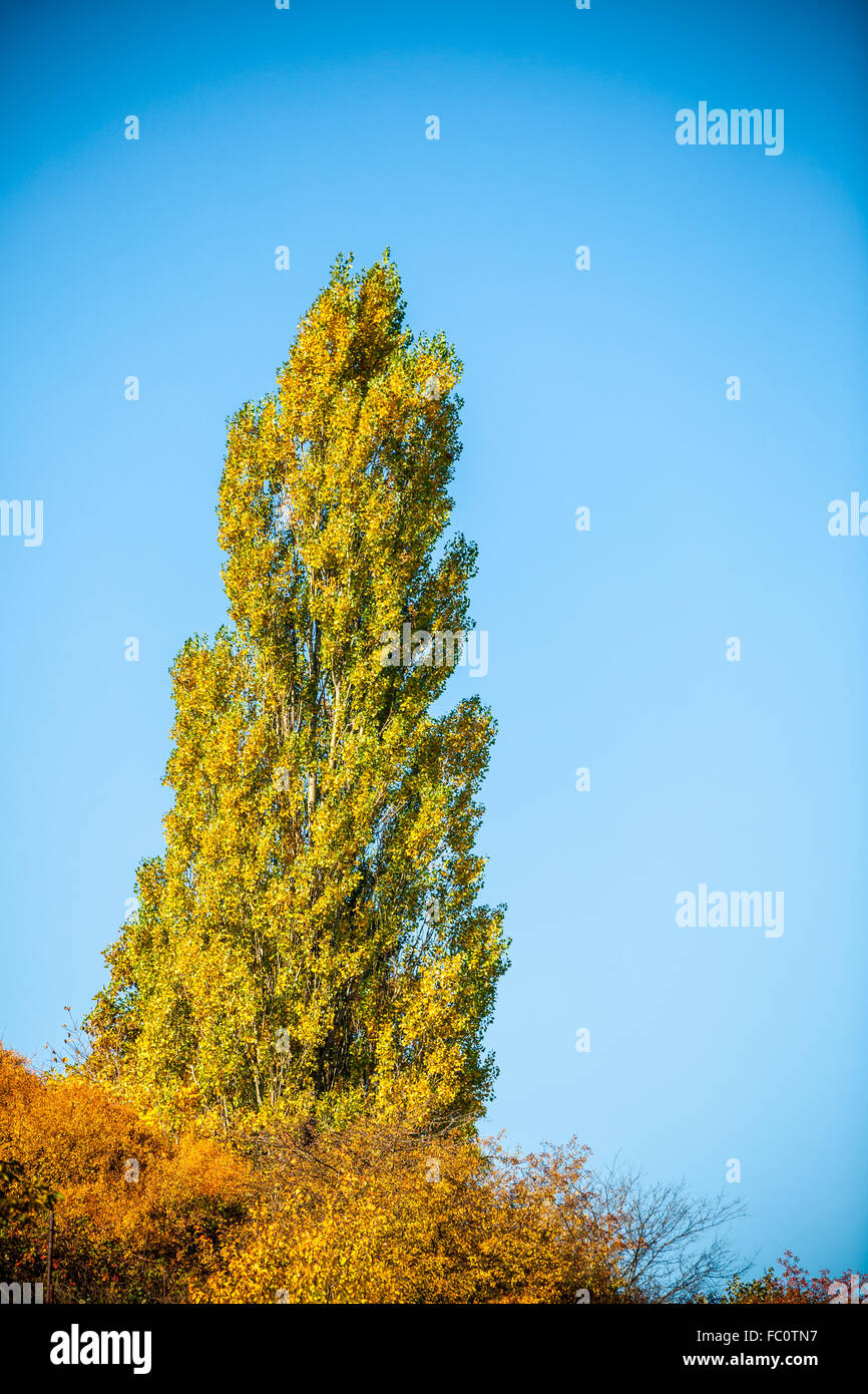 Fall tree against the blue sky Stock Photo - Alamy