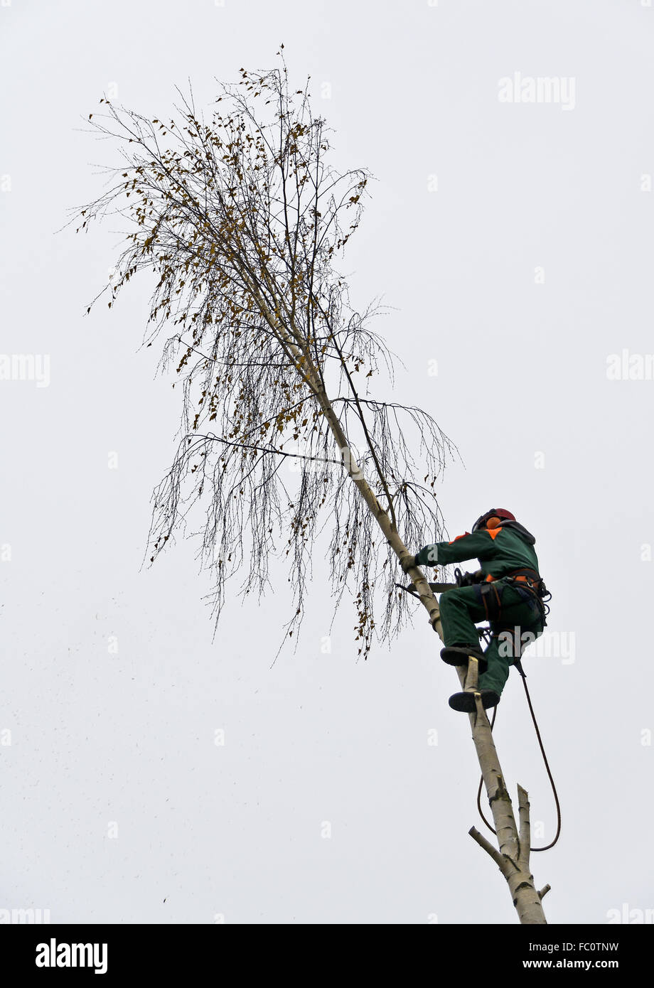 pruning of trees Stock Photo Alamy