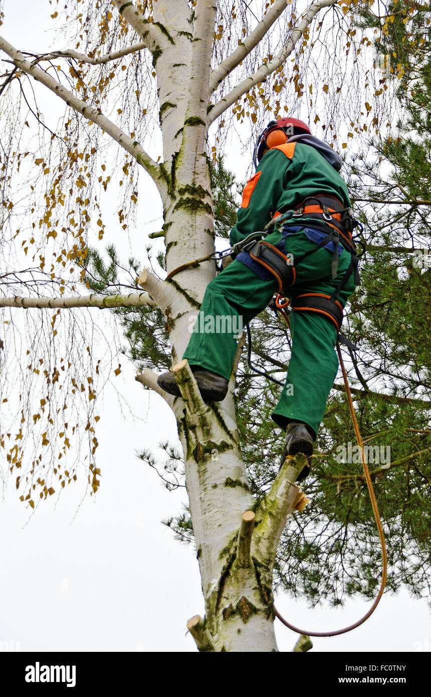 pruning of trees Stock Photo