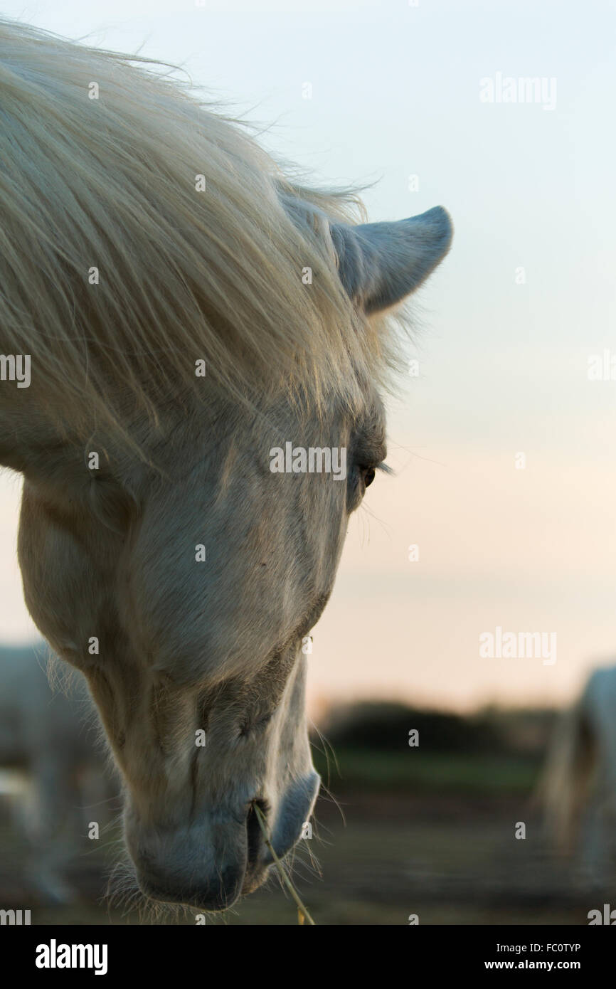 a close up of a white horse head Stock Photo Alamy