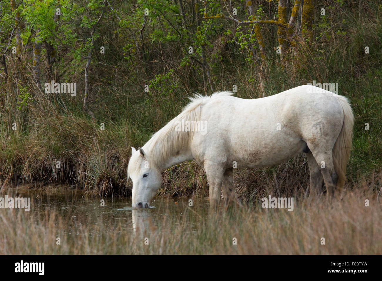 a wild white horse in france Stock Photo Alamy