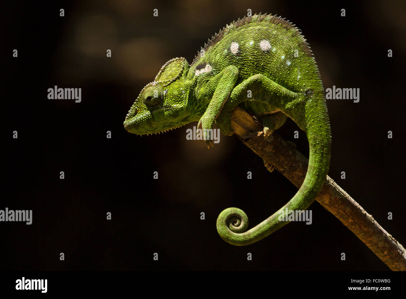 Chameleon, Madagascar Stock Photo