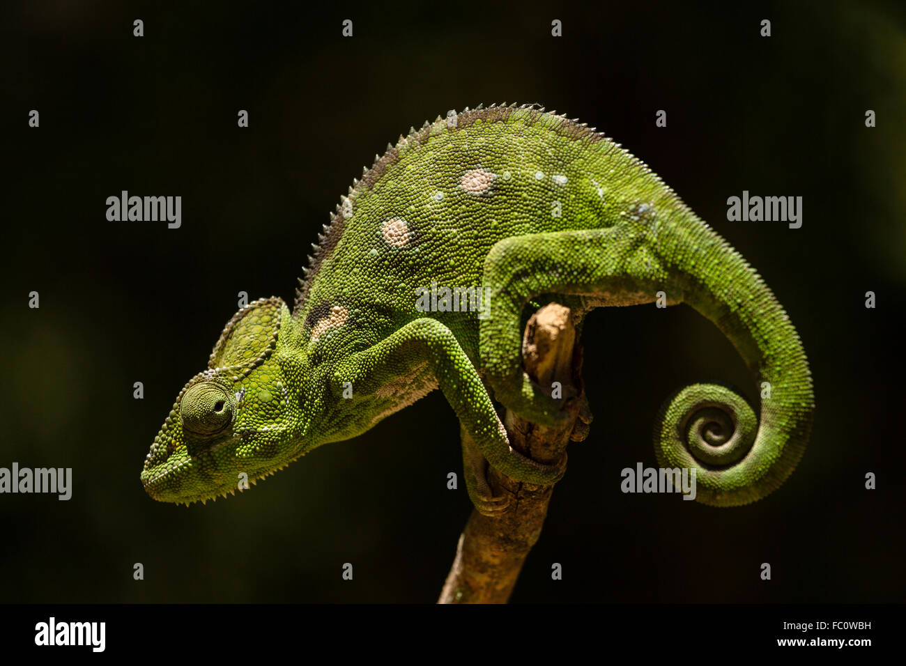 Chameleon, Madagascar Stock Photo