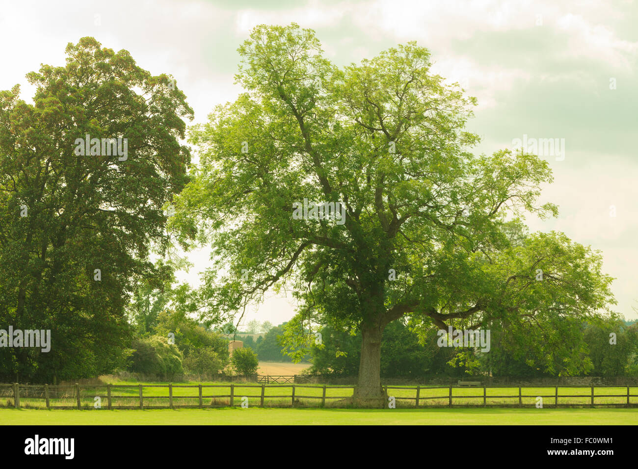 Countryside view of green field. Nature landscape Stock Photo