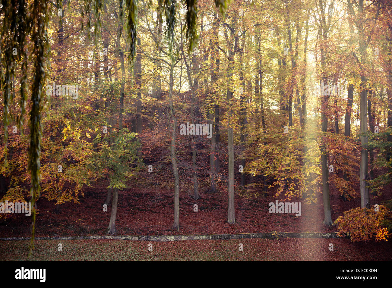 Sunbeams trough trees in park Stock Photo - Alamy
